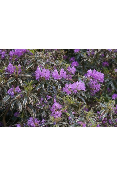Rhododendron ponticum ’Variegatum’
